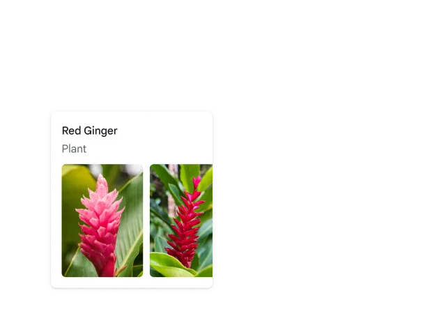 Rounded white corners of a square surround a red spiky plant which is identified as red ginger